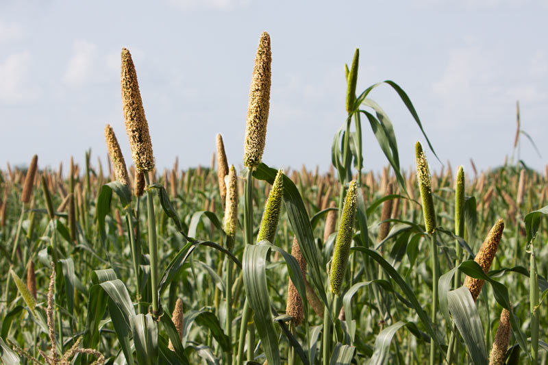 Bajra  crop in Haryana - an important coarse grain that was included  in the Green Revolution & grown as an irrigated crop